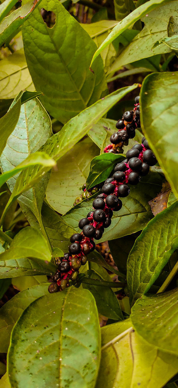 CLOSE-UP OF FRUITS ON LEAVES