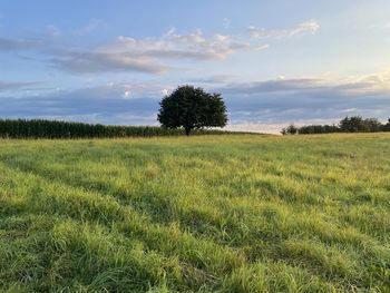 Scenic view of field against sky