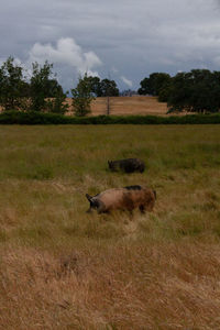 View of sheep on field