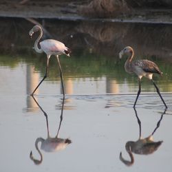 View of birds in lake