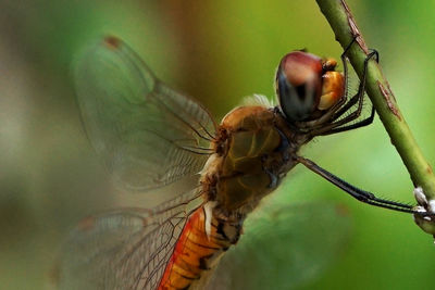 Close-up of insect on leaf