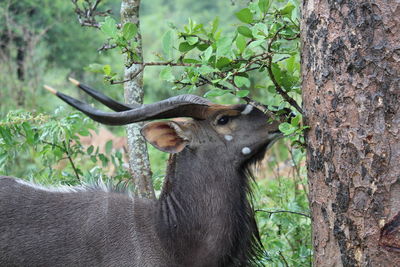 Close-up of lizard on tree trunk in forest