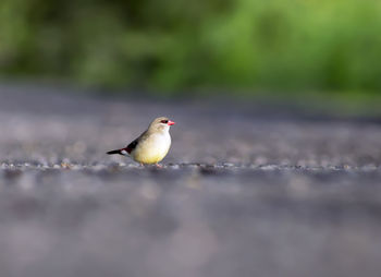 A small bird is walking on road.