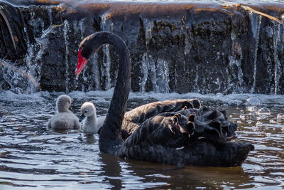 Swans swimming in lake