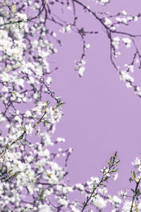 Low angle view of cherry blossoms in spring