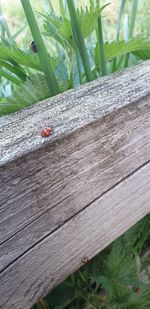 High angle view of ladybug on wood