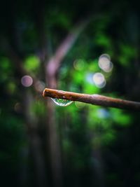 Close-up of wet plant in forest