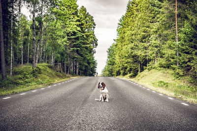 Rear view of person on road amidst trees