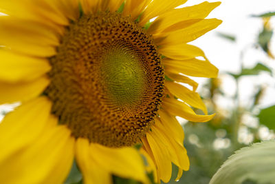 Close-up of sunflower