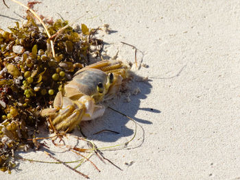 Close-up of crab on sand at beach