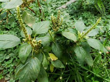 Close-up of green leaves on plant