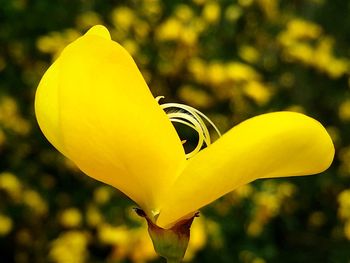Close-up of yellow flower