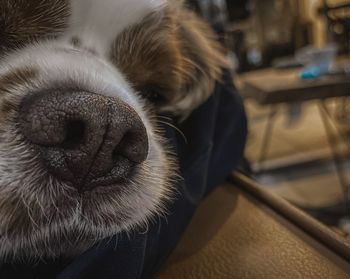 Close-up of dog relaxing on seat at home