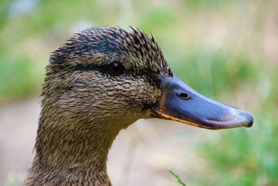 Close-up of a bird looking away