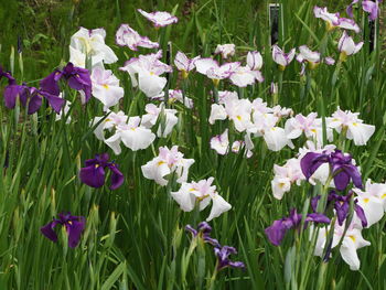 Close-up of purple flowering plants on field