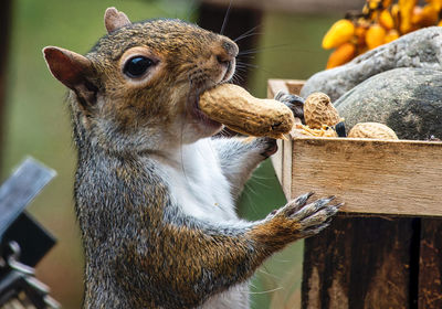 Close-up of squirrel