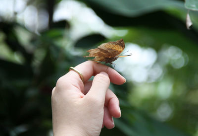 Close-up of hand holding butterfly