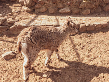 Side view of a horse on field