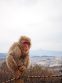 Monkey on farm against sky