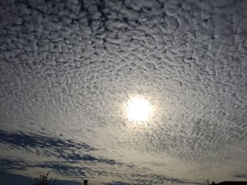 Low angle view of trees against sky