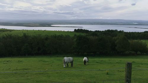 Horses grazing on field against sky