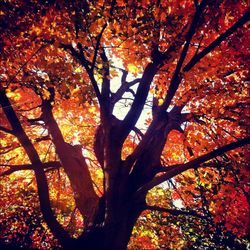 Low angle view of tree during sunset