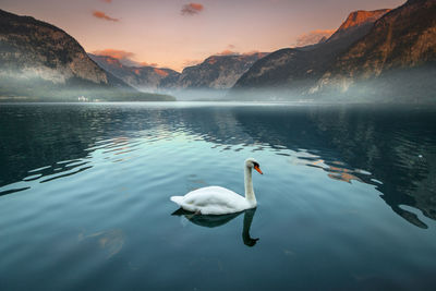 Swans swimming in lake