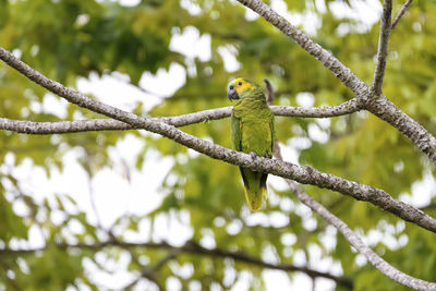 Low angle view of bird perching on tree