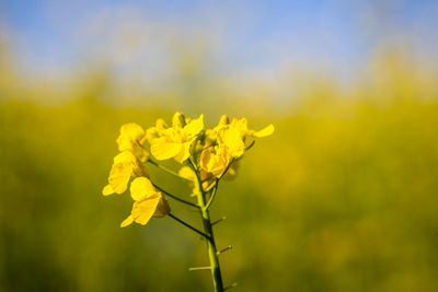 Close-up of fresh yellow flower plant in field