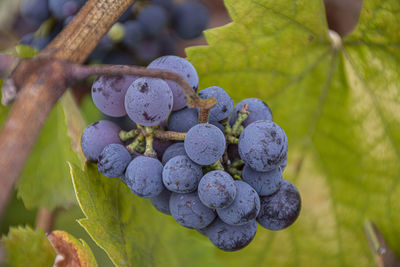 Close-up of grapes growing in vineyard