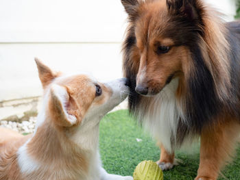 Shetland sheepdog playing with corgi dog puppy in the garden