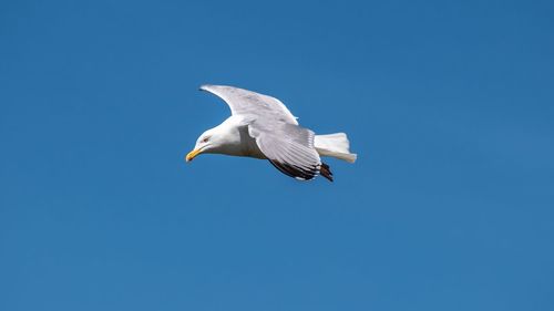 Low angle view of seagull flying