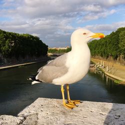 Seagull perching on lake against sky