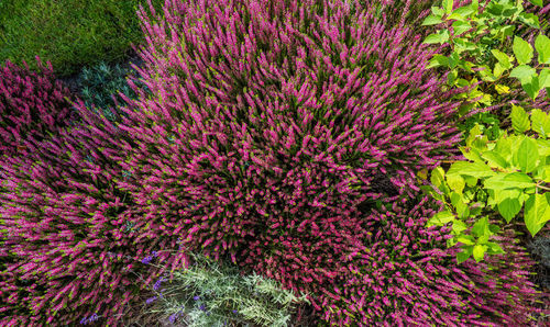 Full frame shot of plants