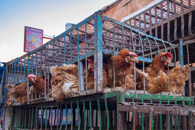 Horse in cage against sky