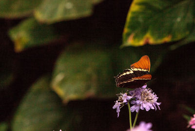 Close-up of butterfly on flower