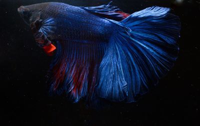 Close-up of fish swimming in sea