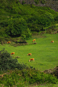 View of green grazing on grassy field