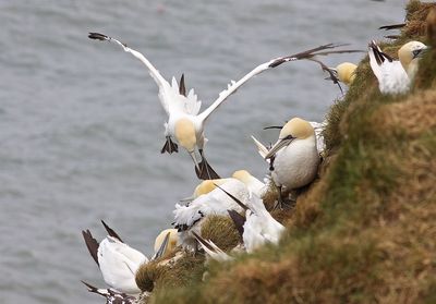 Seagulls flying over sea