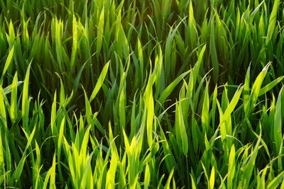 Full frame shot of corn field