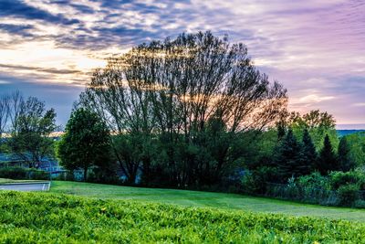 Trees on field against sky during sunset