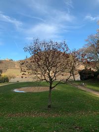 Bare tree on field against sky