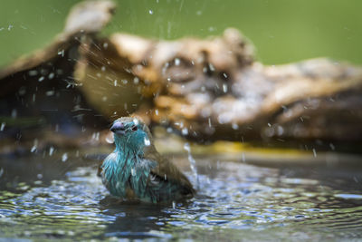 Duck swimming in lake