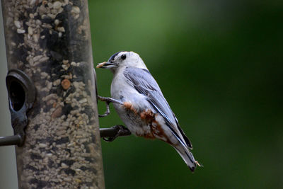 Close-up of bird perching on tree