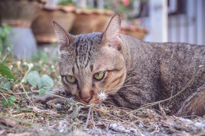 Close-up portrait of cat