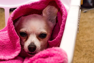 Close-up portrait of dog wrapped in towel
