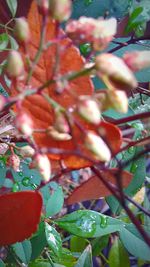 Close-up of leaves