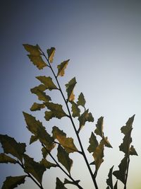 Close-up of plant against clear sky