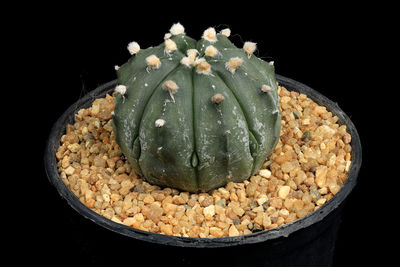 High angle view of bread in bowl against black background