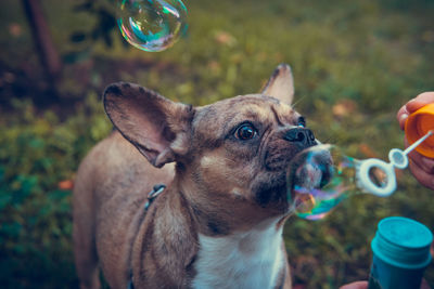 dog